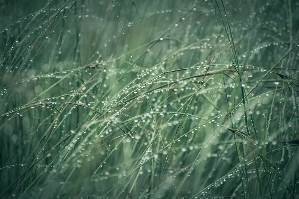 eaux de pluie
