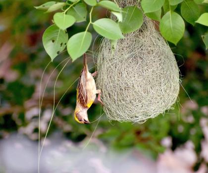 biodiversité